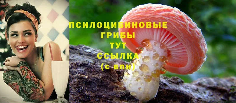 наркошоп  Исилькуль  Галлюциногенные грибы Psilocybe 